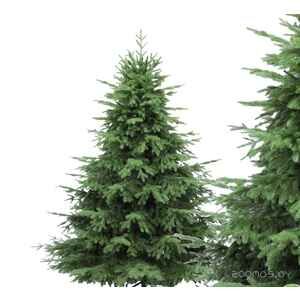 Ель GreenTerra Раскидистая Премиум 2.1 м