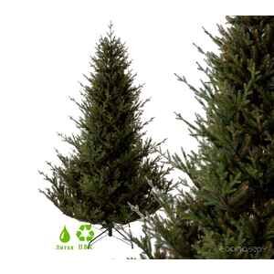 Ель GreenTerra Норвегия 1.8 м